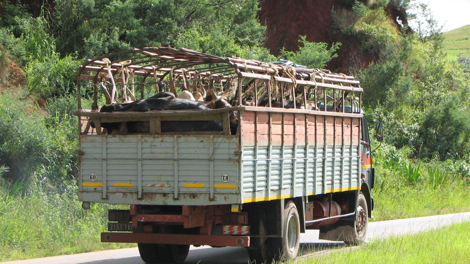 Camion de bétails