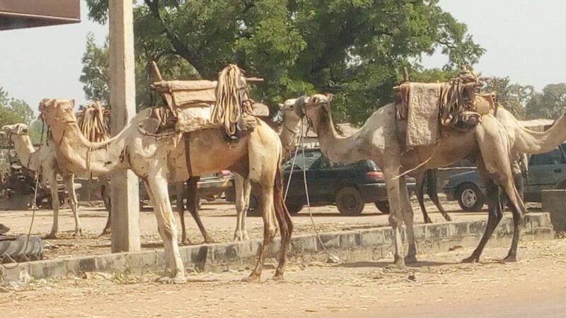 GROUPE DE DROMADAIRES EN DEPALCEMENT A SEGBANA ( FRONTIERE BENIN-NIGERIA), Bénin. Image d'archive.