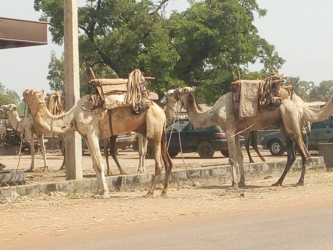 GROUPE DE DROMADAIRES EN DEPALCEMENT A SEGBANA ( FRONTIERE BENIN-NIGERIA), Bénin. Image d'archive.
