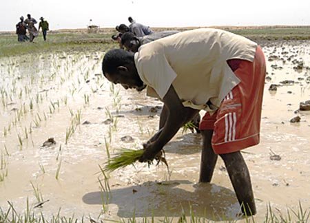 Mali ricefarmers, Mali. Image d'archive.
