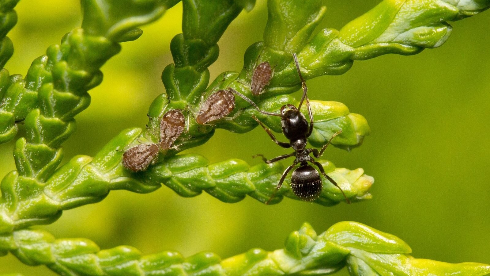 Lasius niger y Cinara tujafilina en Thuja orientalis, Niger. Image d'archive.